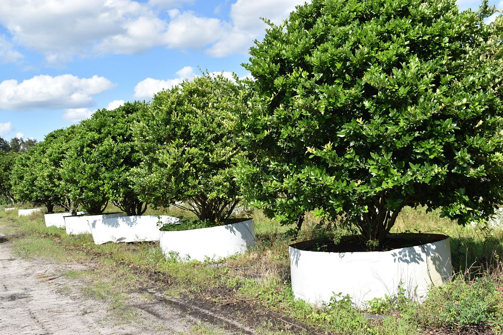 ligustrum-japonicum-japanese-privet-wax-leaf-ligustrum
