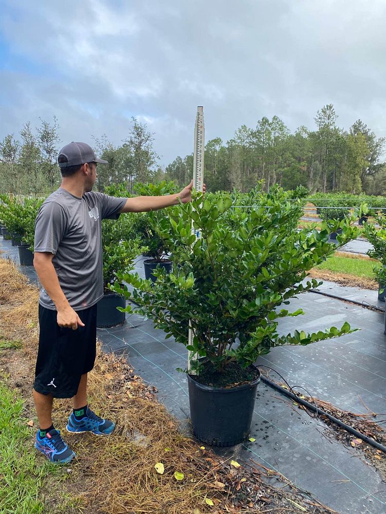 ligustrum-japonicum-japanese-privet-wax-leaf-ligustrum