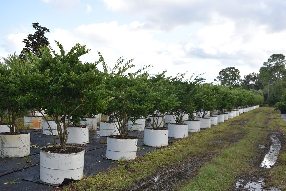ligustrum-japonicum-japanese-privet-wax-leaf-ligustrum