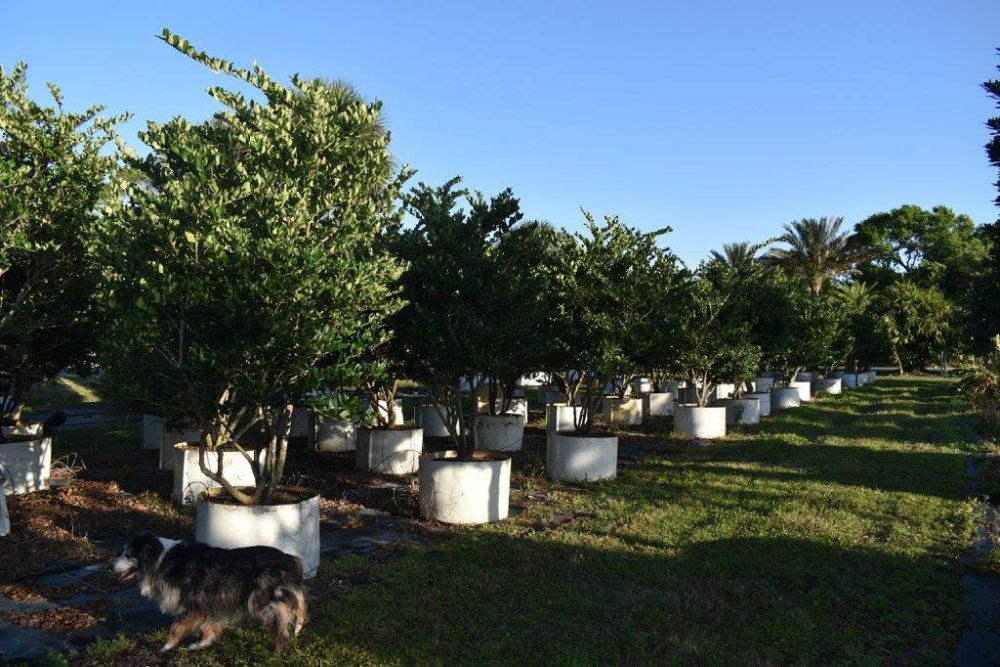 ligustrum-japonicum-japanese-privet-wax-leaf-ligustrum
