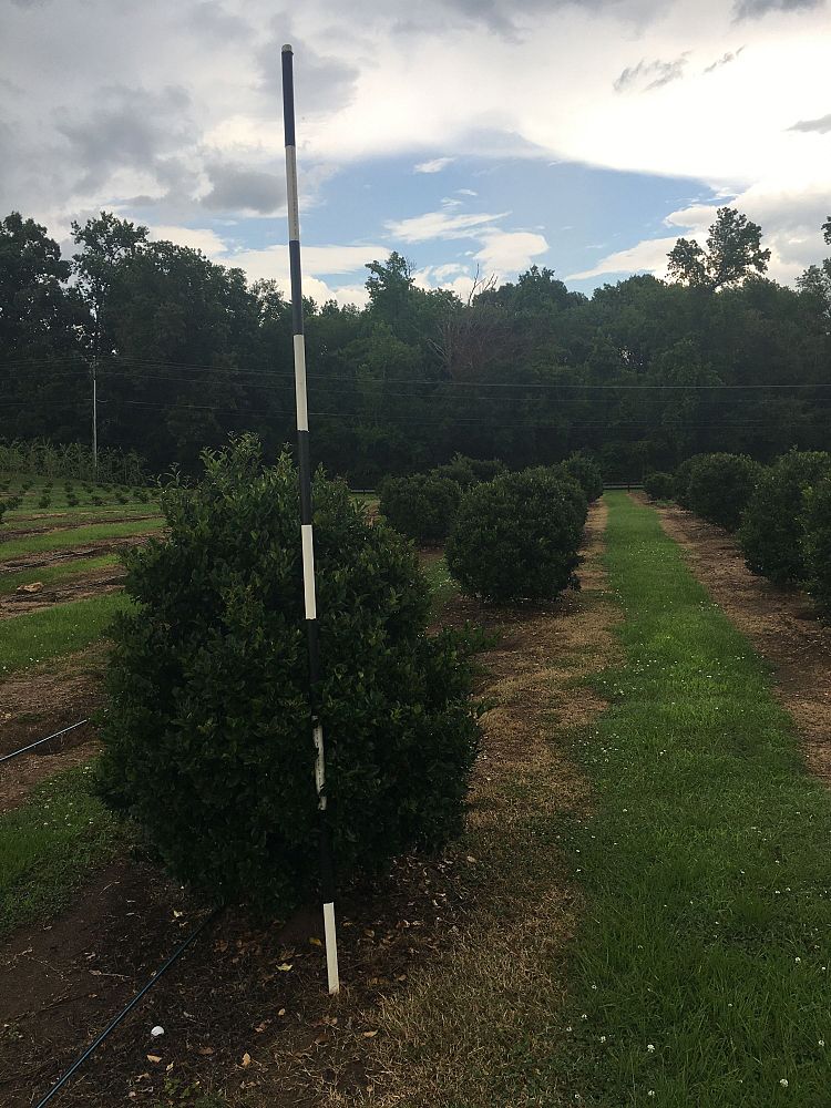 ligustrum-japonicum-japanese-privet-wax-leaf-ligustrum