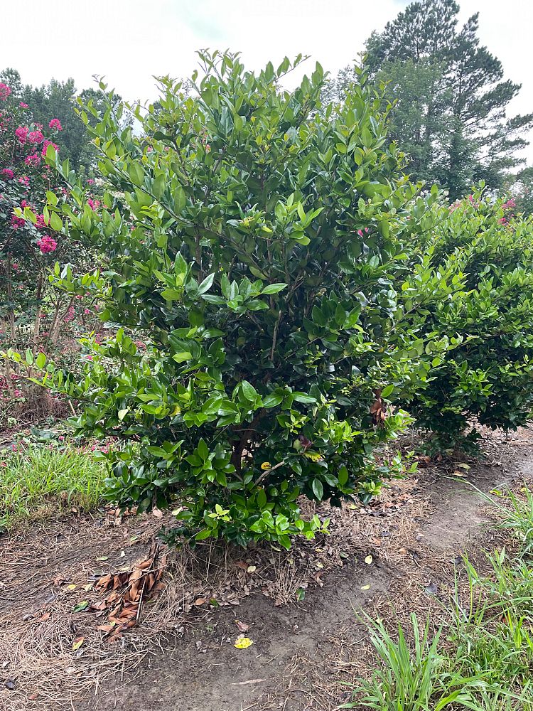 ligustrum-japonicum-japanese-privet-wax-leaf-ligustrum