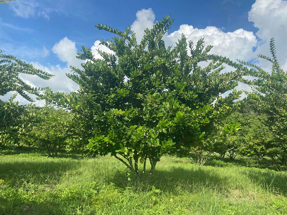 ligustrum-japonicum-japanese-privet-wax-leaf-ligustrum