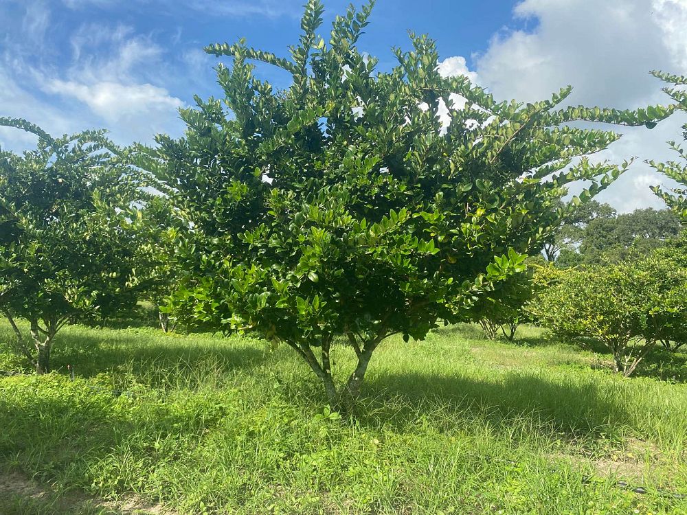 ligustrum-japonicum-japanese-privet-wax-leaf-ligustrum