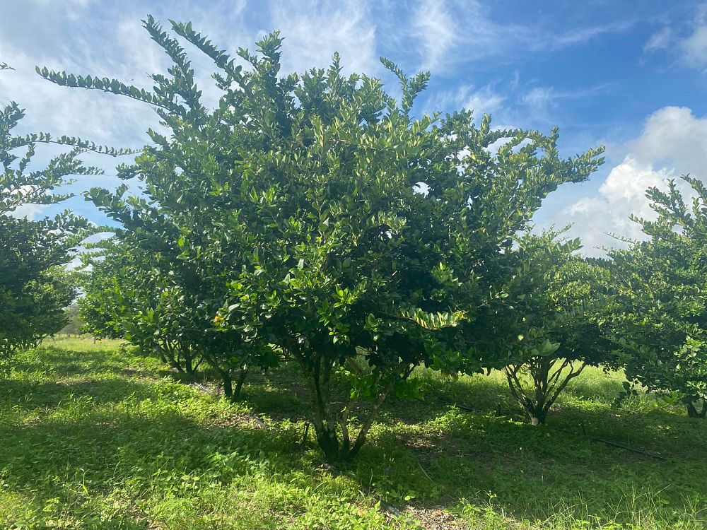 ligustrum-japonicum-japanese-privet-wax-leaf-ligustrum
