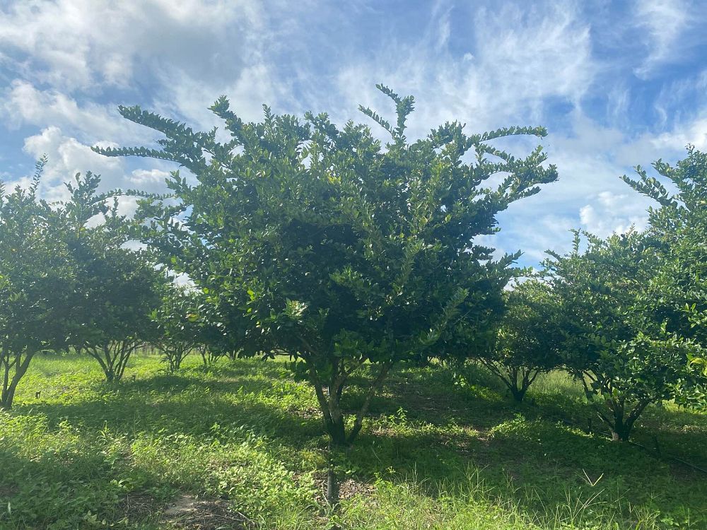 ligustrum-japonicum-japanese-privet-wax-leaf-ligustrum