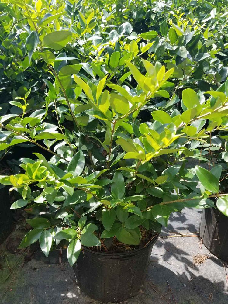ligustrum-japonicum-japanese-privet-wax-leaf-ligustrum