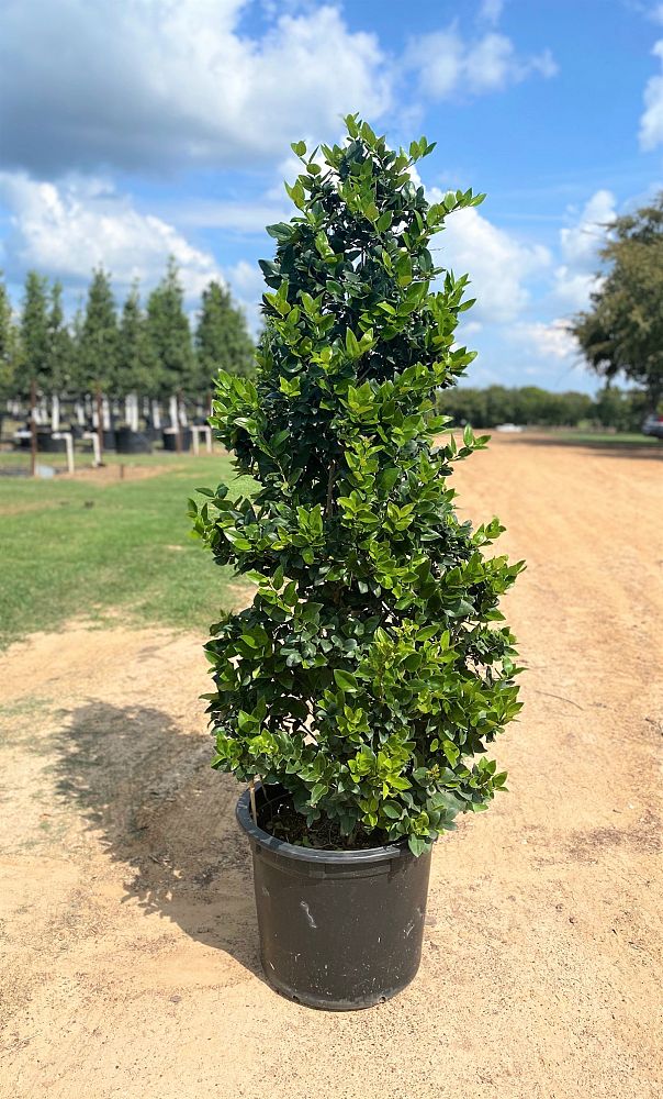 ligustrum-japonicum-japanese-privet-wax-leaf-ligustrum