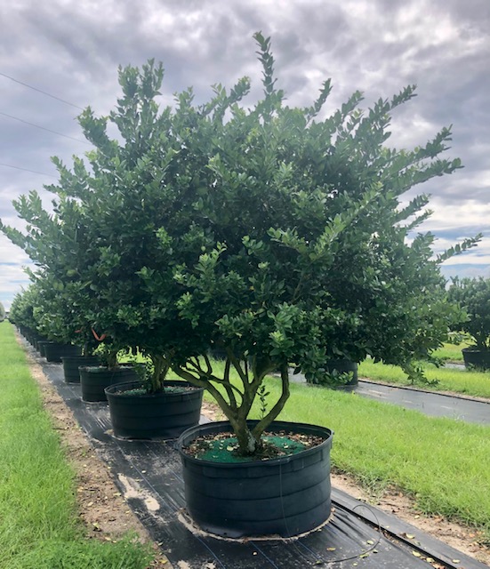 ligustrum-japonicum-japanese-privet-wax-leaf-ligustrum
