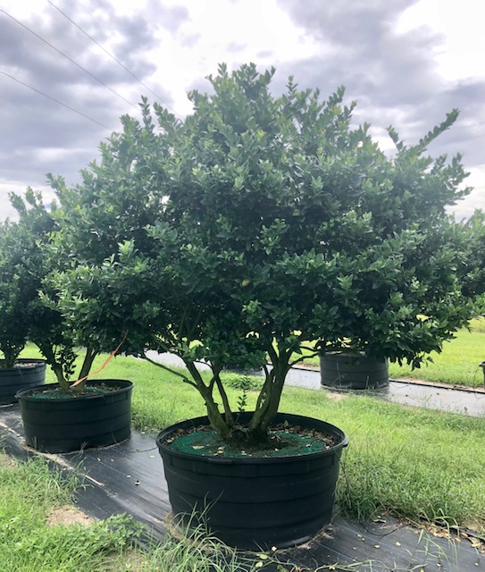 ligustrum-japonicum-japanese-privet-wax-leaf-ligustrum