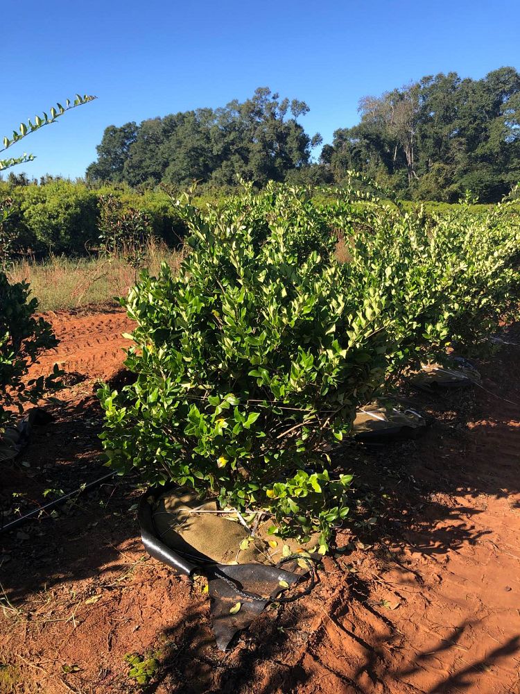 ligustrum-japonicum-japanese-privet-wax-leaf-ligustrum