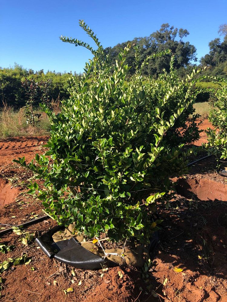 ligustrum-japonicum-japanese-privet-wax-leaf-ligustrum