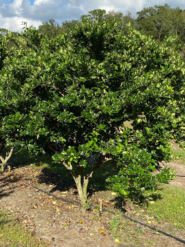 ligustrum-japonicum-japanese-privet-wax-leaf-ligustrum