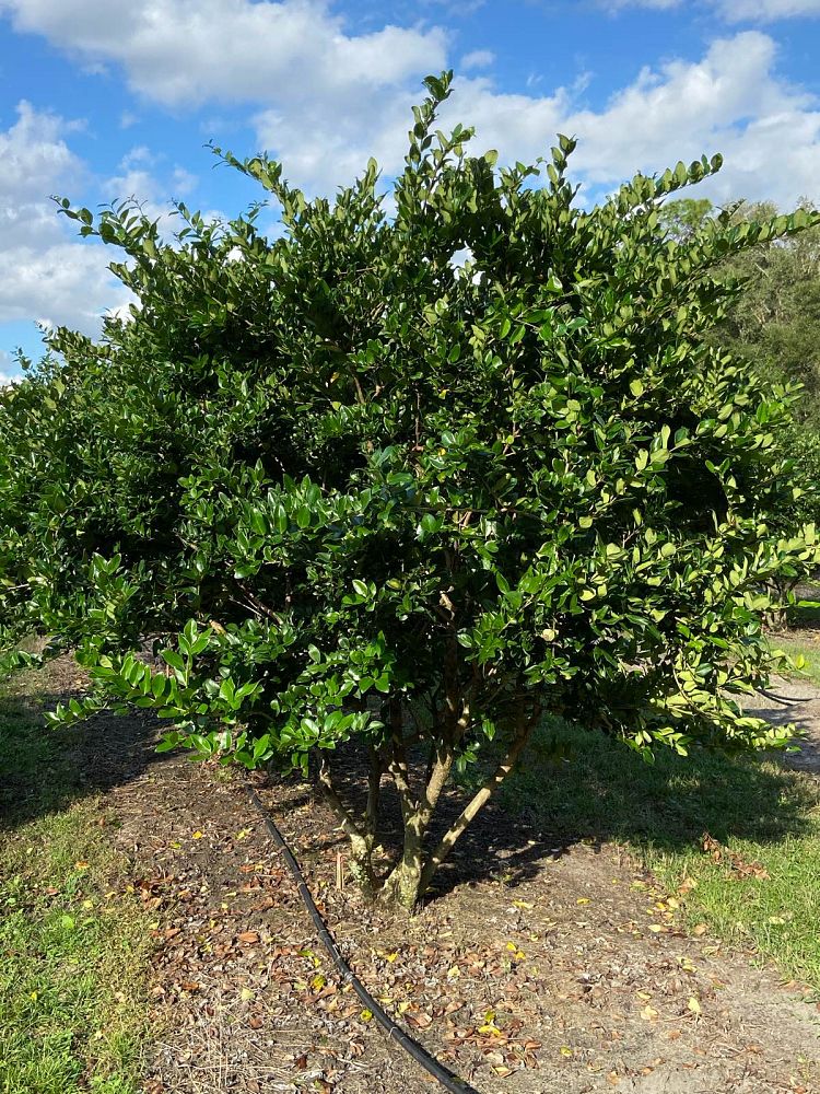 ligustrum-japonicum-japanese-privet-wax-leaf-ligustrum
