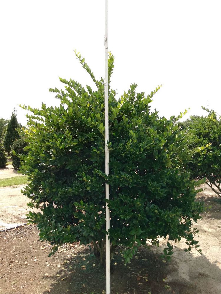 ligustrum-japonicum-japanese-privet-wax-leaf-ligustrum