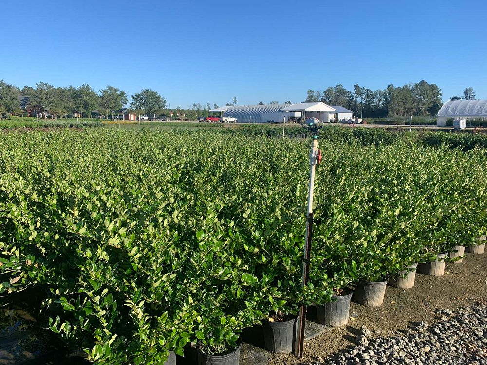 ligustrum-japonicum-japanese-privet-wax-leaf-ligustrum