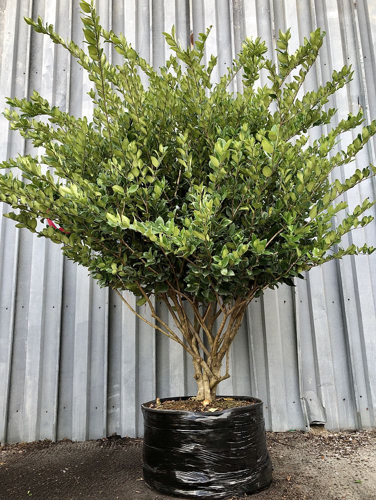 ligustrum-japonicum-japanese-privet-wax-leaf-ligustrum