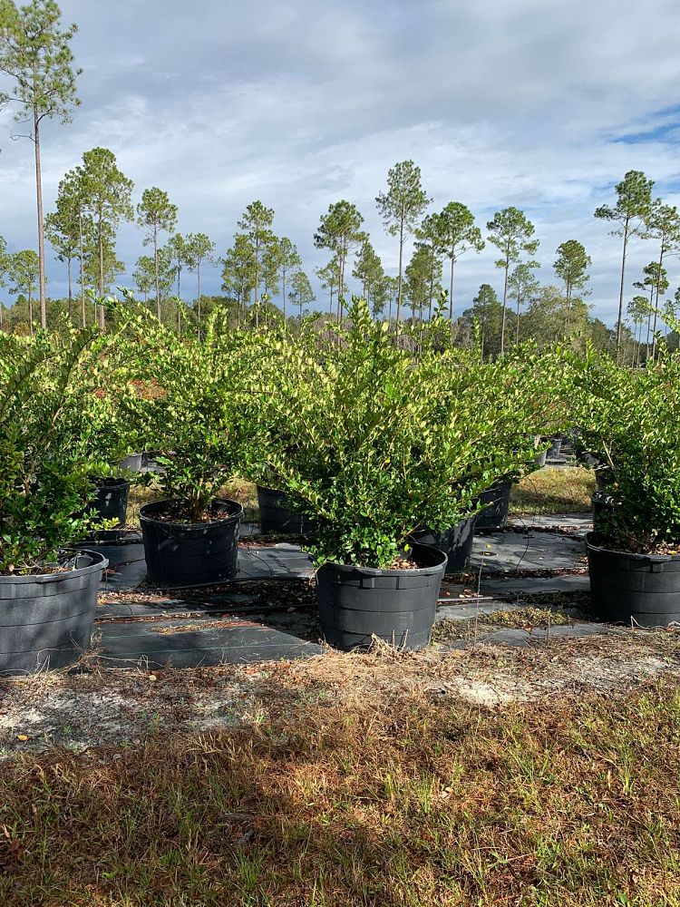 ligustrum-japonicum-japanese-privet-wax-leaf-ligustrum