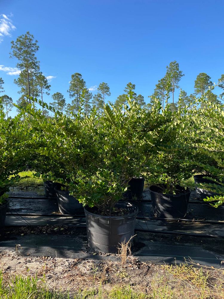 ligustrum-japonicum-japanese-privet-wax-leaf-ligustrum