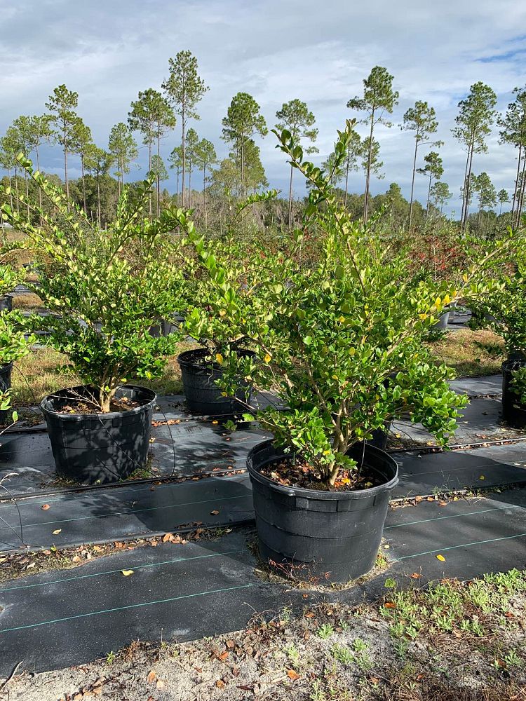 ligustrum-japonicum-japanese-privet-wax-leaf-ligustrum
