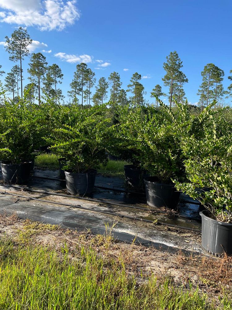 ligustrum-japonicum-japanese-privet-wax-leaf-ligustrum