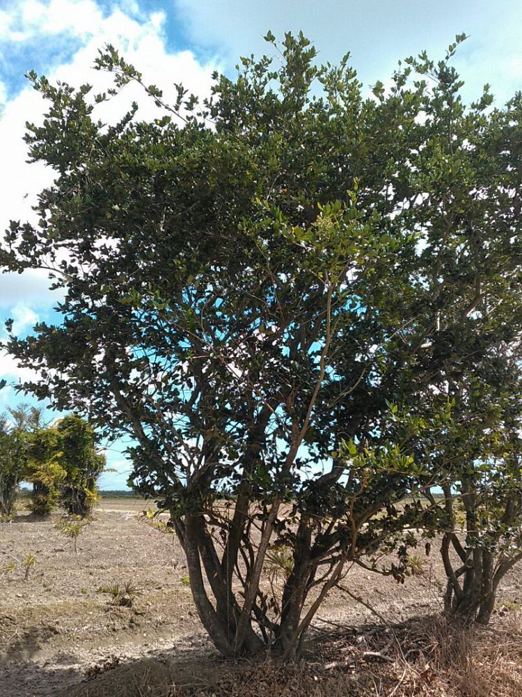 ligustrum-japonicum-japanese-privet-wax-leaf-ligustrum