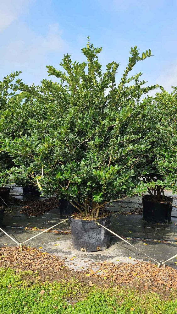 ligustrum-japonicum-japanese-privet-wax-leaf-ligustrum