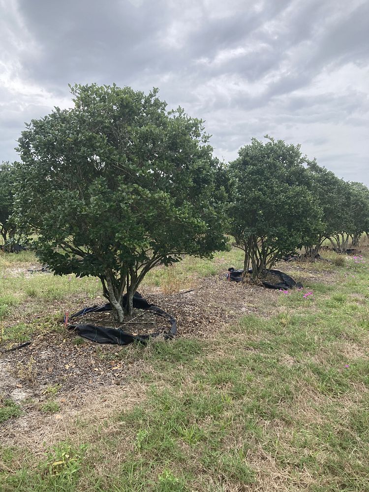 ligustrum-japonicum-japanese-privet-wax-leaf-ligustrum