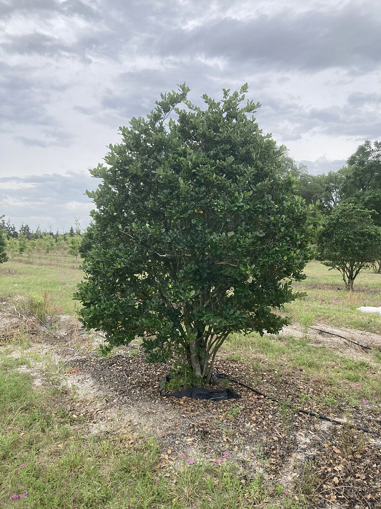 ligustrum-japonicum-japanese-privet-wax-leaf-ligustrum