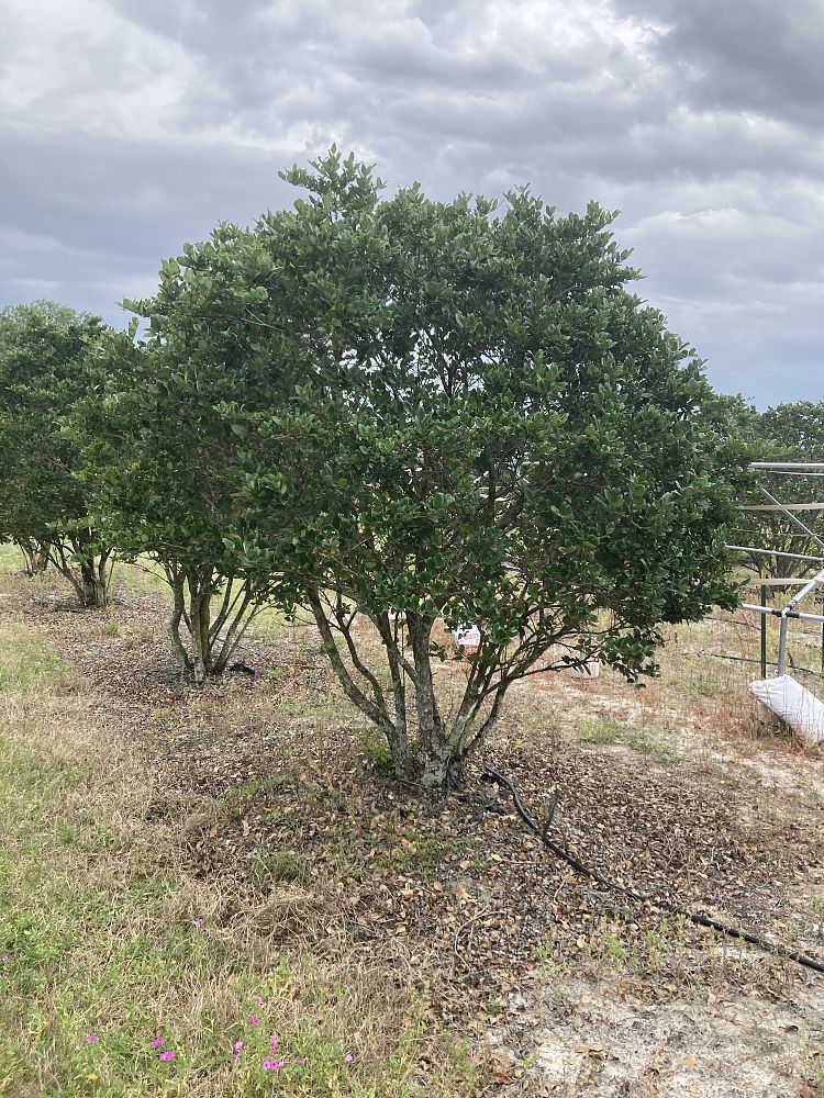 ligustrum-japonicum-japanese-privet-wax-leaf-ligustrum