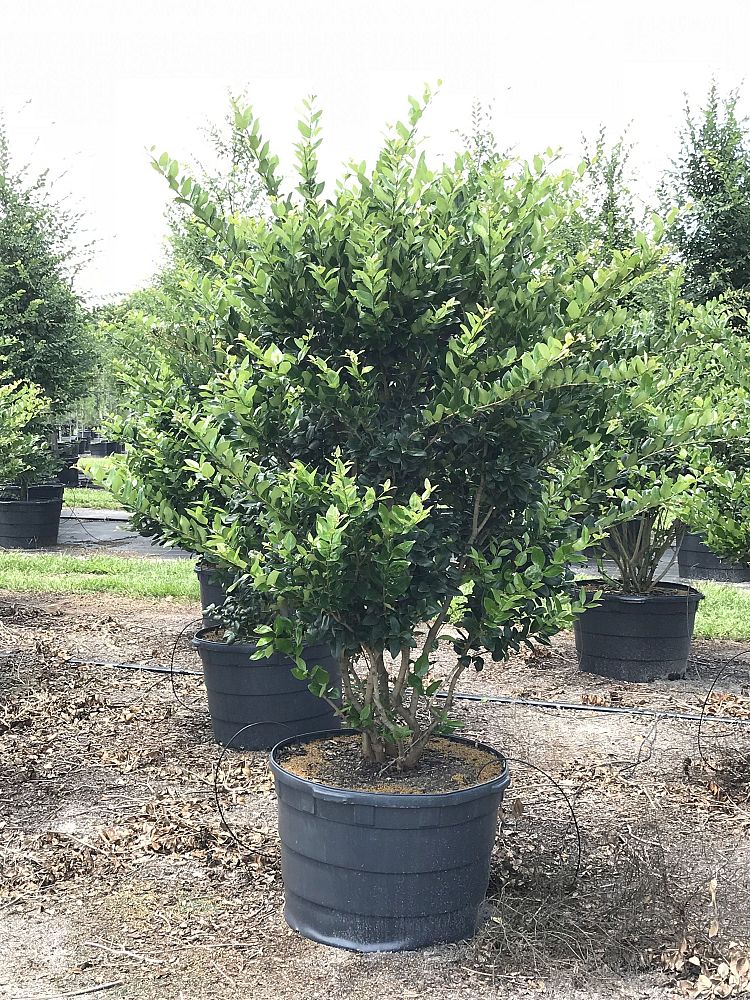 ligustrum-japonicum-japanese-privet-wax-leaf-ligustrum