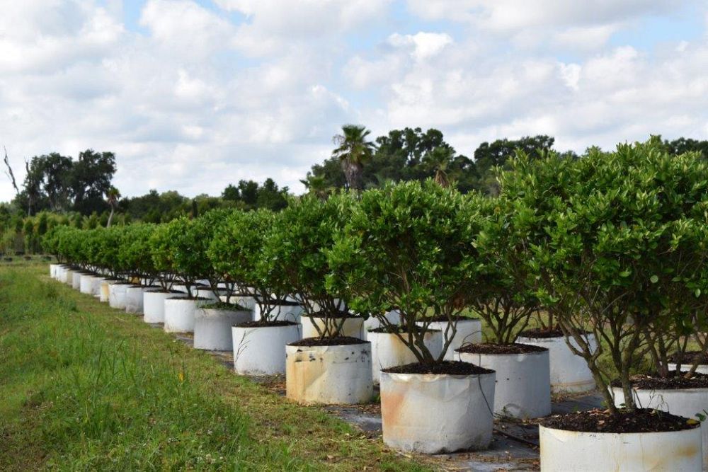ligustrum-japonicum-japanese-privet-wax-leaf-ligustrum