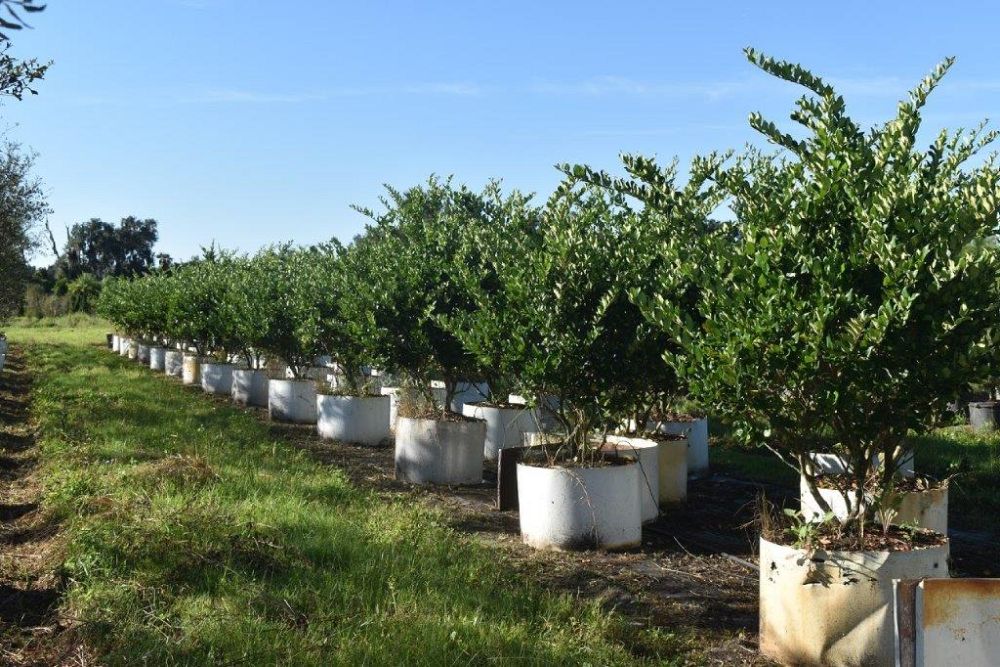 ligustrum-japonicum-japanese-privet-wax-leaf-ligustrum