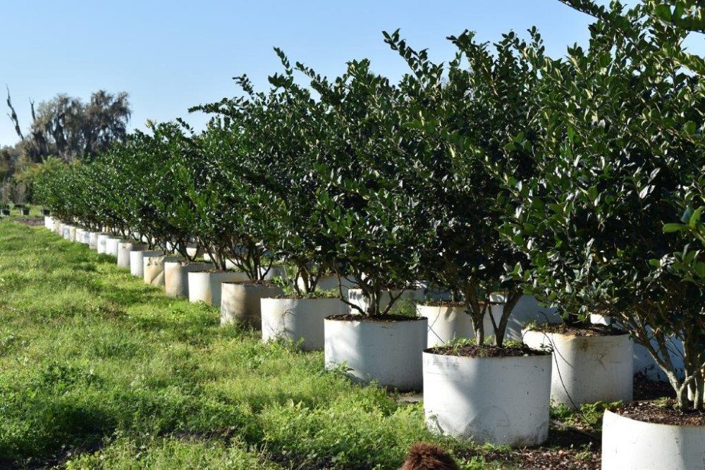 ligustrum-japonicum-japanese-privet-wax-leaf-ligustrum