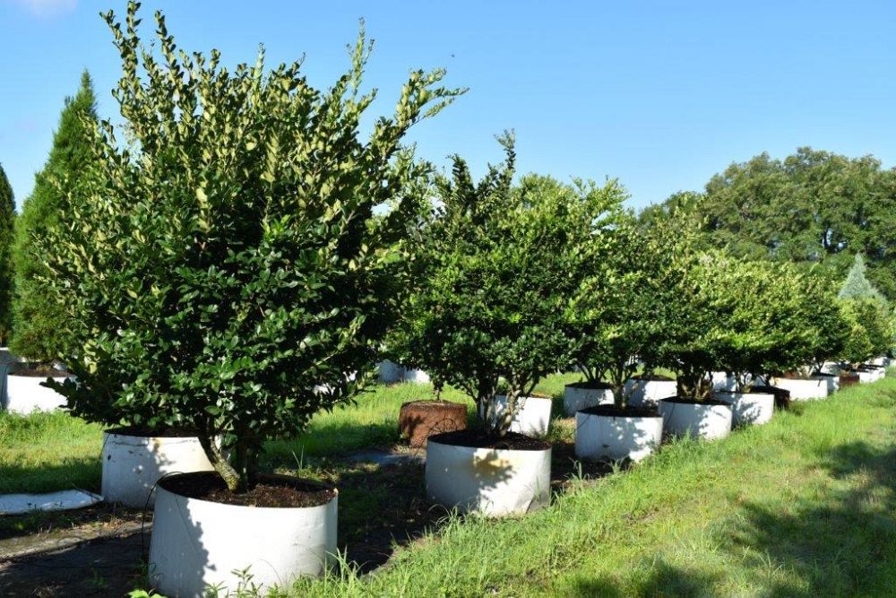 ligustrum-japonicum-japanese-privet-wax-leaf-ligustrum