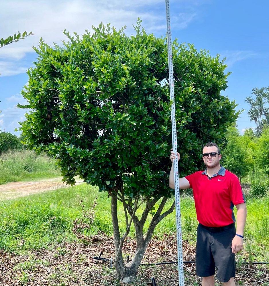 ligustrum-japonicum-japanese-privet-wax-leaf-ligustrum
