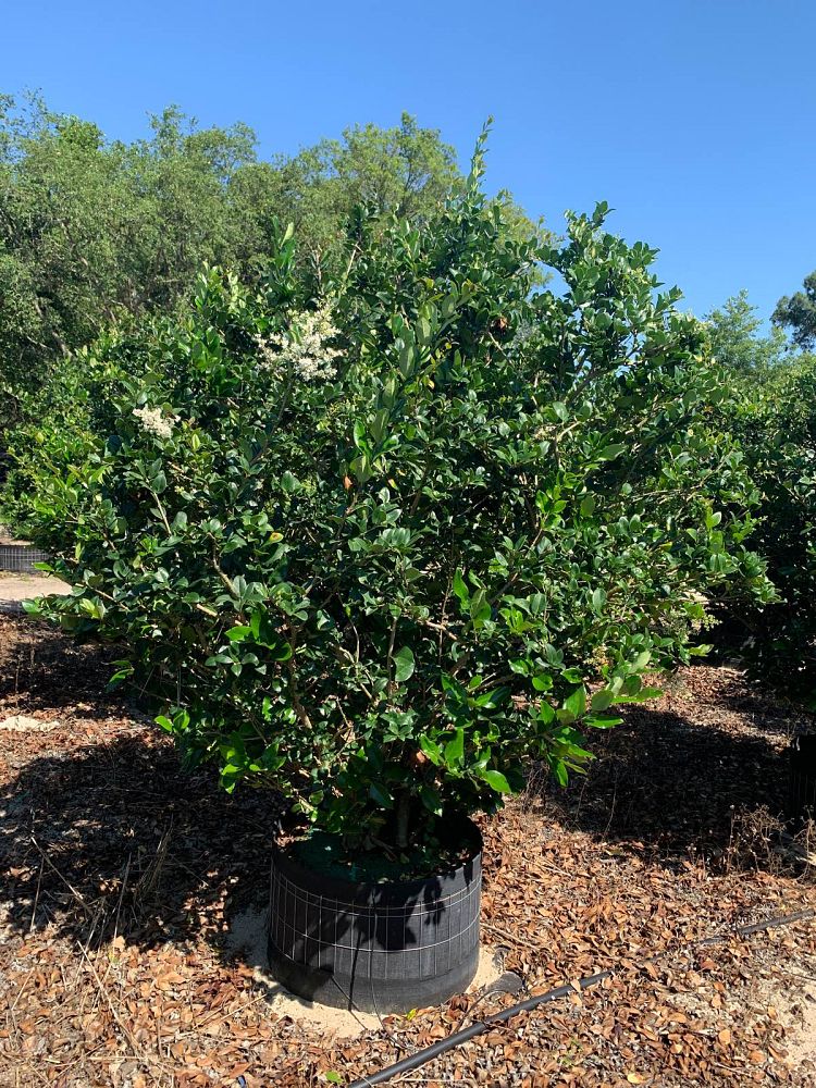 ligustrum-japonicum-japanese-privet-wax-leaf-ligustrum