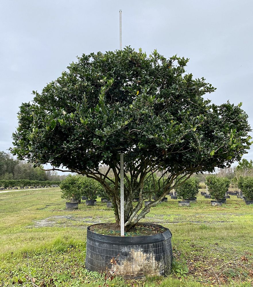 ligustrum-japonicum-japanese-privet-wax-leaf-ligustrum