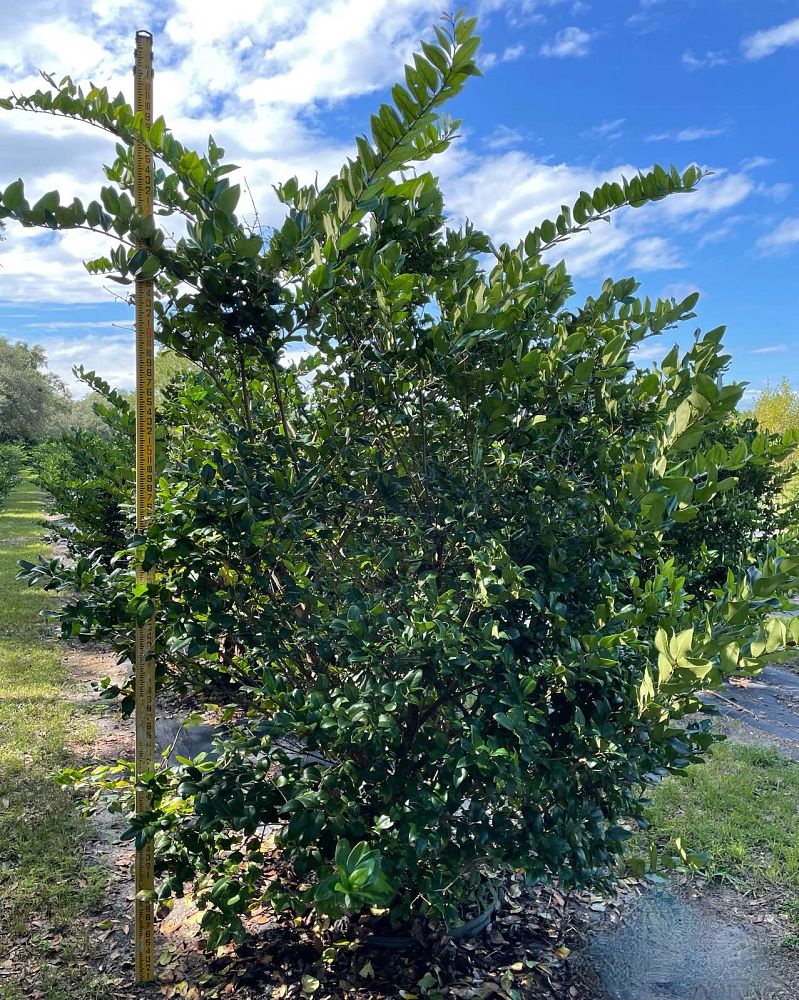ligustrum-japonicum-japanese-privet-wax-leaf-ligustrum