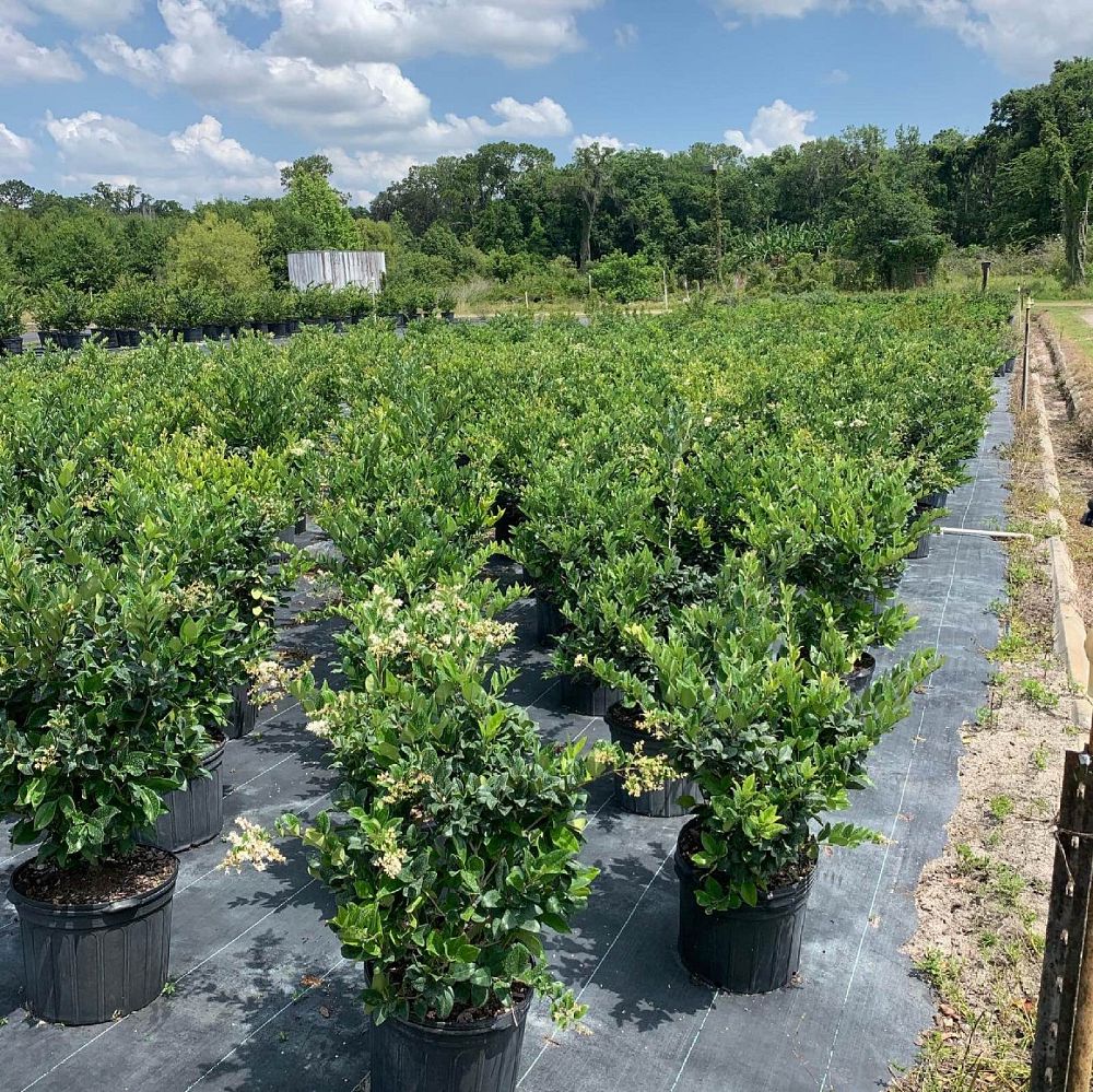 ligustrum-japonicum-japanese-privet-wax-leaf-ligustrum