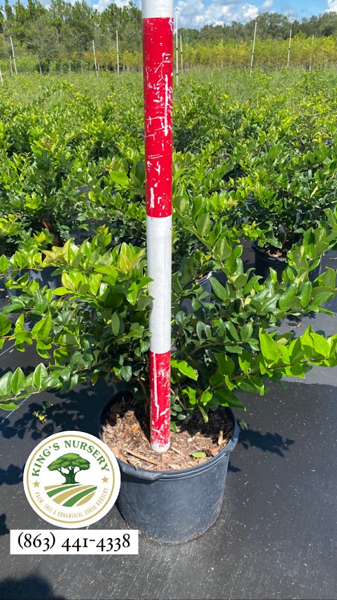 ligustrum-japonicum-japanese-privet-wax-leaf-ligustrum
