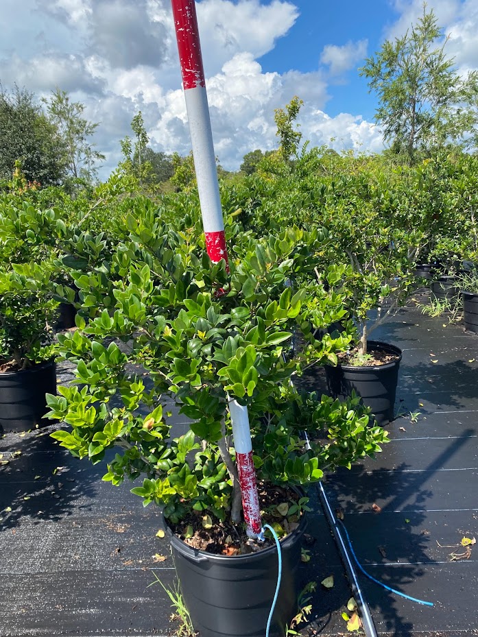 ligustrum-japonicum-japanese-privet-wax-leaf-ligustrum