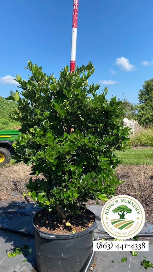 ligustrum-japonicum-japanese-privet-wax-leaf-ligustrum