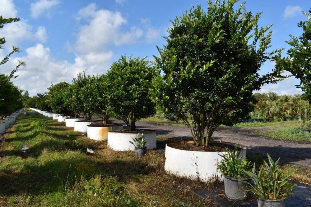 ligustrum-japonicum-japanese-privet-wax-leaf-ligustrum