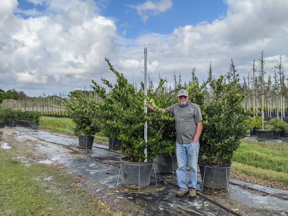 ligustrum-japonicum-japanese-privet-wax-leaf-ligustrum