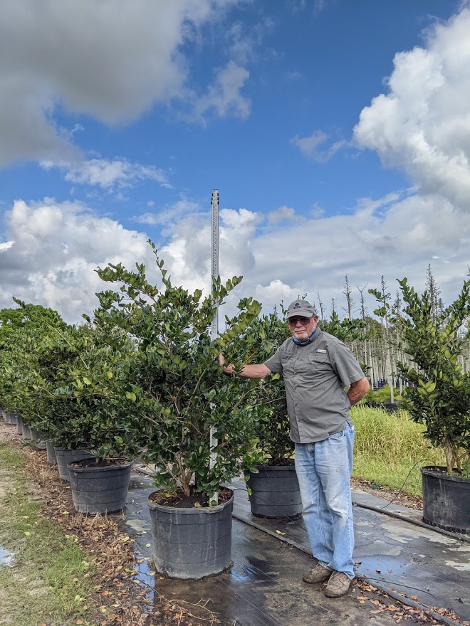 ligustrum-japonicum-japanese-privet-wax-leaf-ligustrum