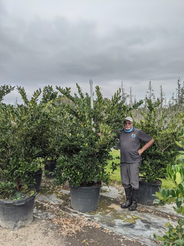 ligustrum-japonicum-japanese-privet-wax-leaf-ligustrum