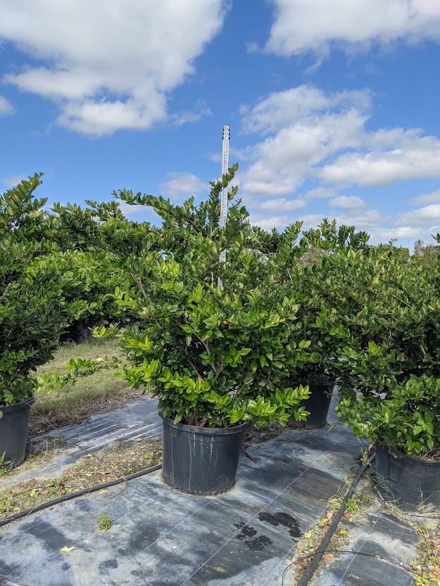 ligustrum-japonicum-japanese-privet-wax-leaf-ligustrum