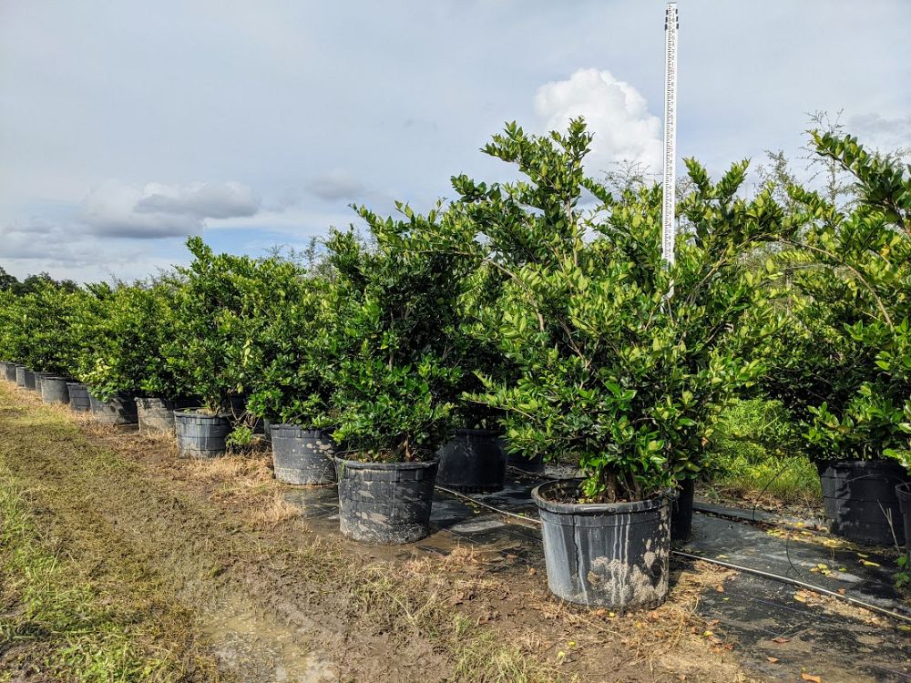 ligustrum-japonicum-japanese-privet-wax-leaf-ligustrum