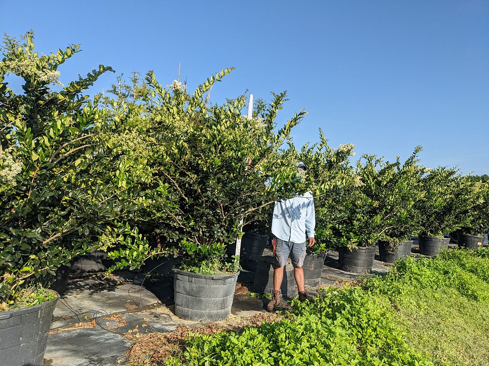 ligustrum-japonicum-japanese-privet-wax-leaf-ligustrum